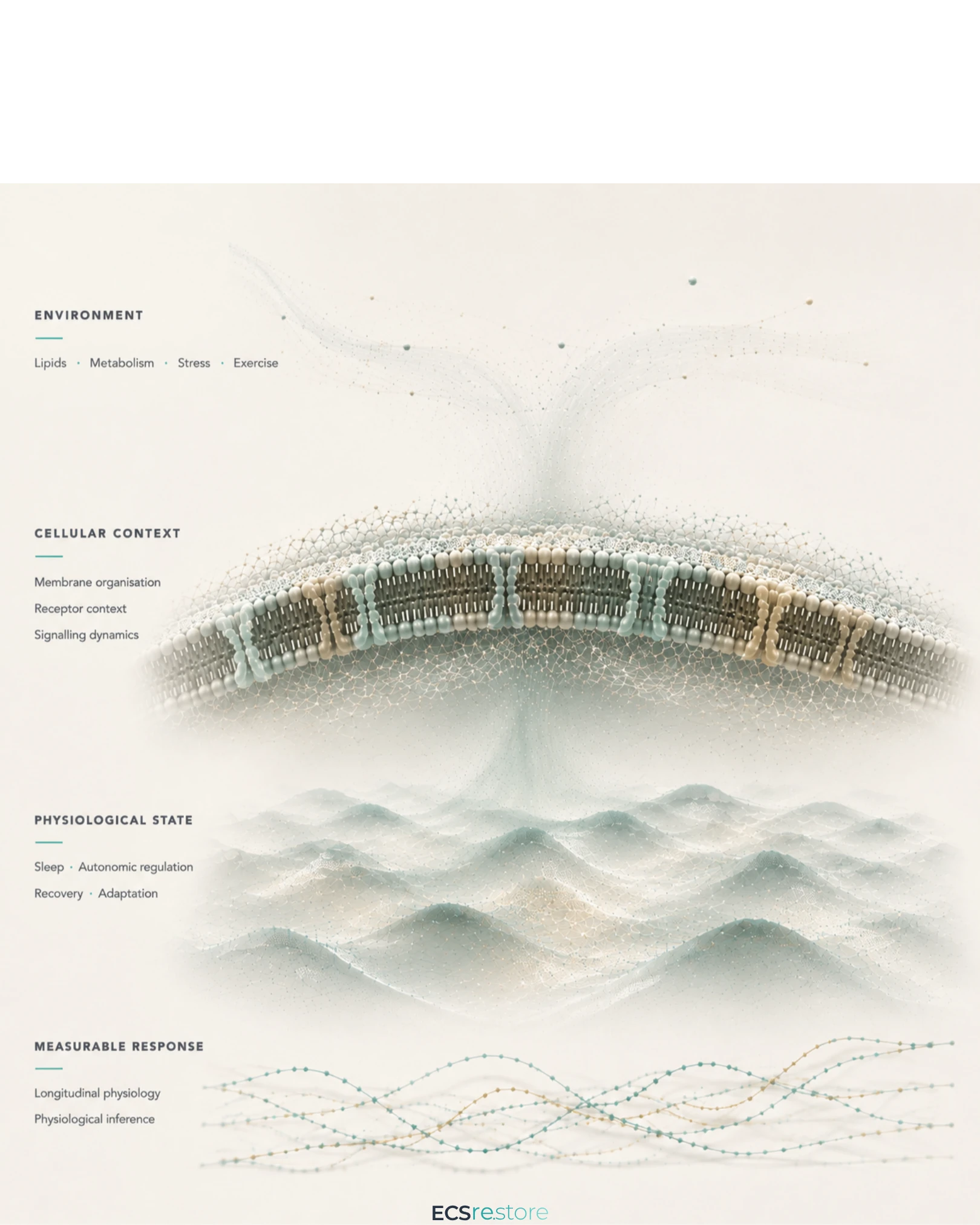 Conceptual framework showing how environmental inputs influence cellular context, physiological state and measurable adaptive responses